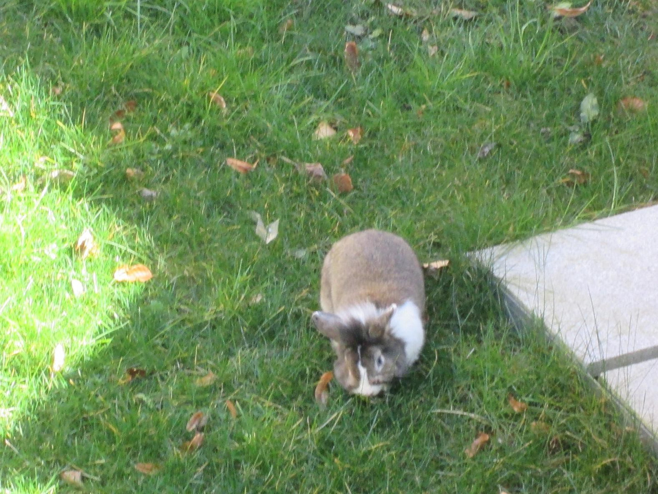 osterhase